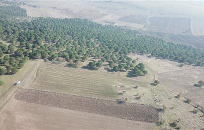 C21 WİNNER KARESİ YENİKÖYDE 8.973 m² SATILIK TARLA