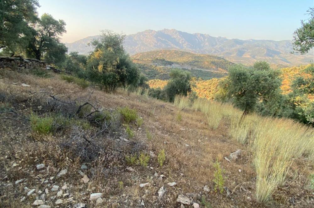 Pınarcıkta 4,5dönüm göl manzaralı zeytinlik 