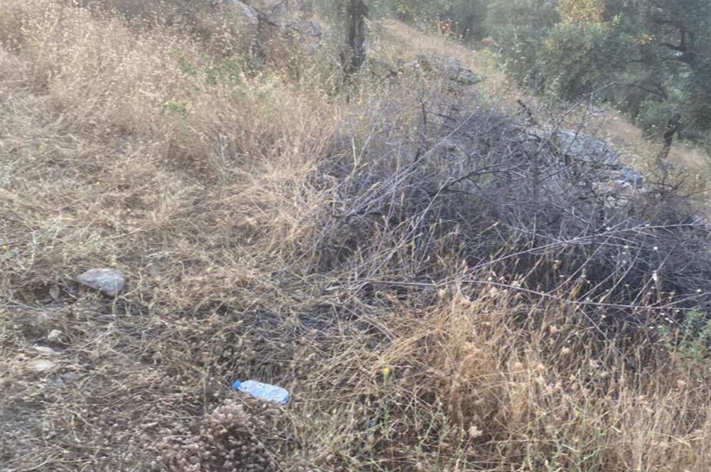 Pınarcıkta 4,5dönüm göl manzaralı zeytinlik 