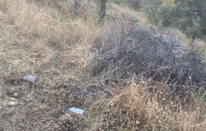 Pınarcıkta 4,5dönüm göl manzaralı zeytinlik 
