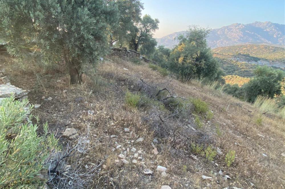 Pınarcıkta 4,5dönüm göl manzaralı zeytinlik 