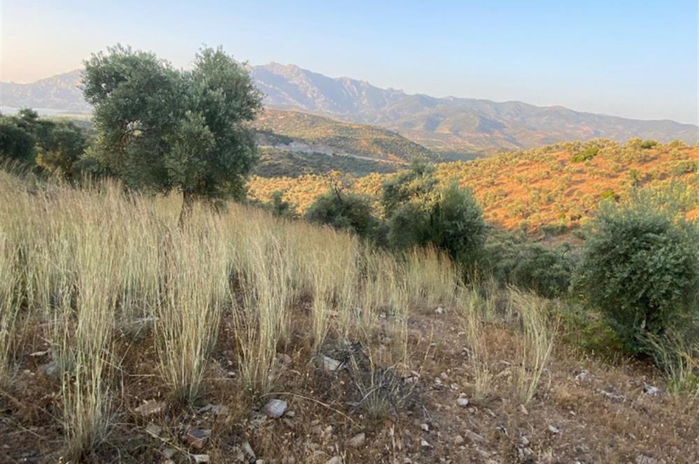 Pınarcıkta 4,5dönüm göl manzaralı zeytinlik 