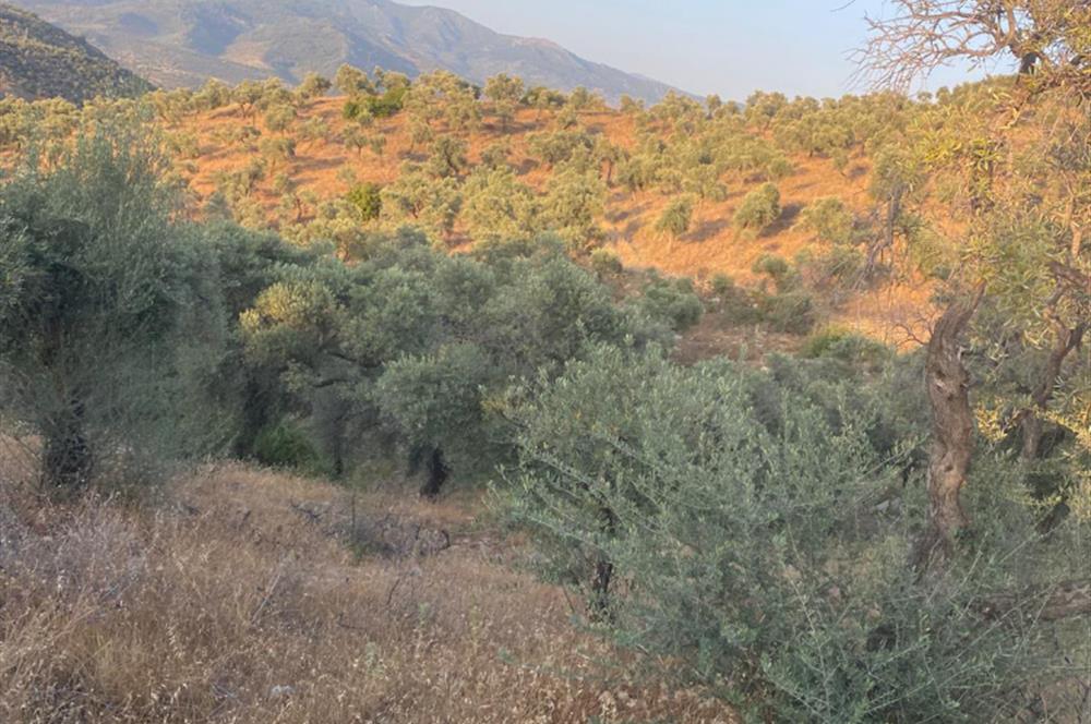 Pınarcıkta 4,5dönüm göl manzaralı zeytinlik 