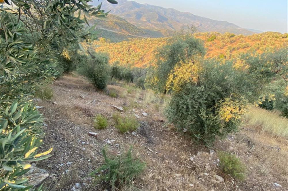 Pınarcıkta 4,5dönüm göl manzaralı zeytinlik 