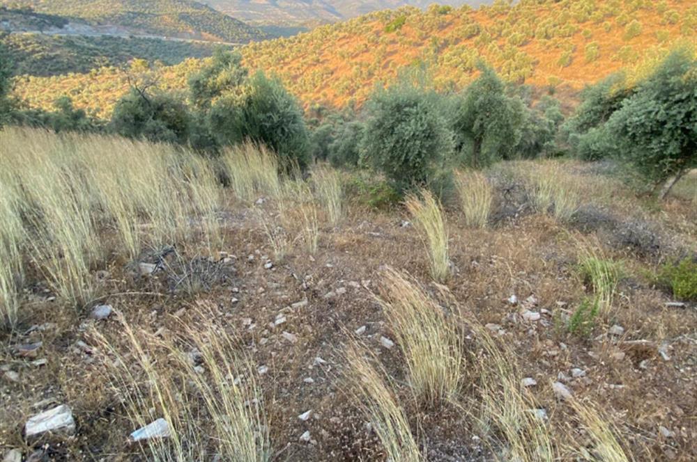 Pınarcıkta 4,5dönüm göl manzaralı zeytinlik 