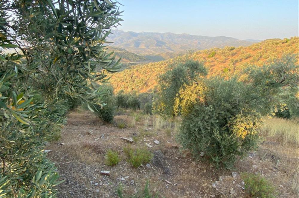 Pınarcıkta 4,5dönüm göl manzaralı zeytinlik 