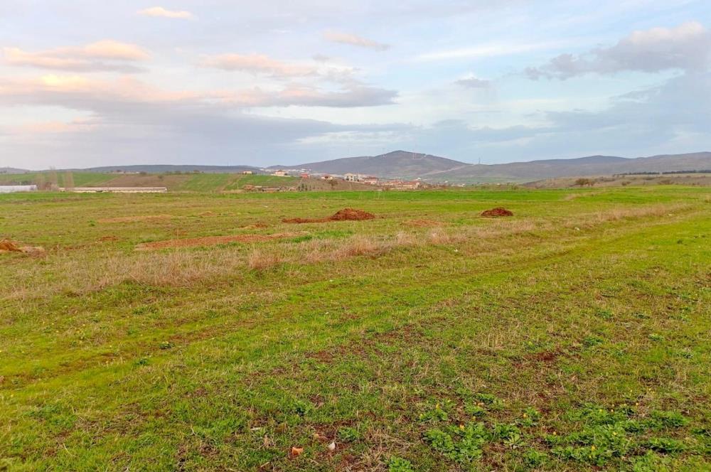 BALIKESİR NAİPLİ'DE YATIRIM FIRSATI 1546 M2 TARLA!