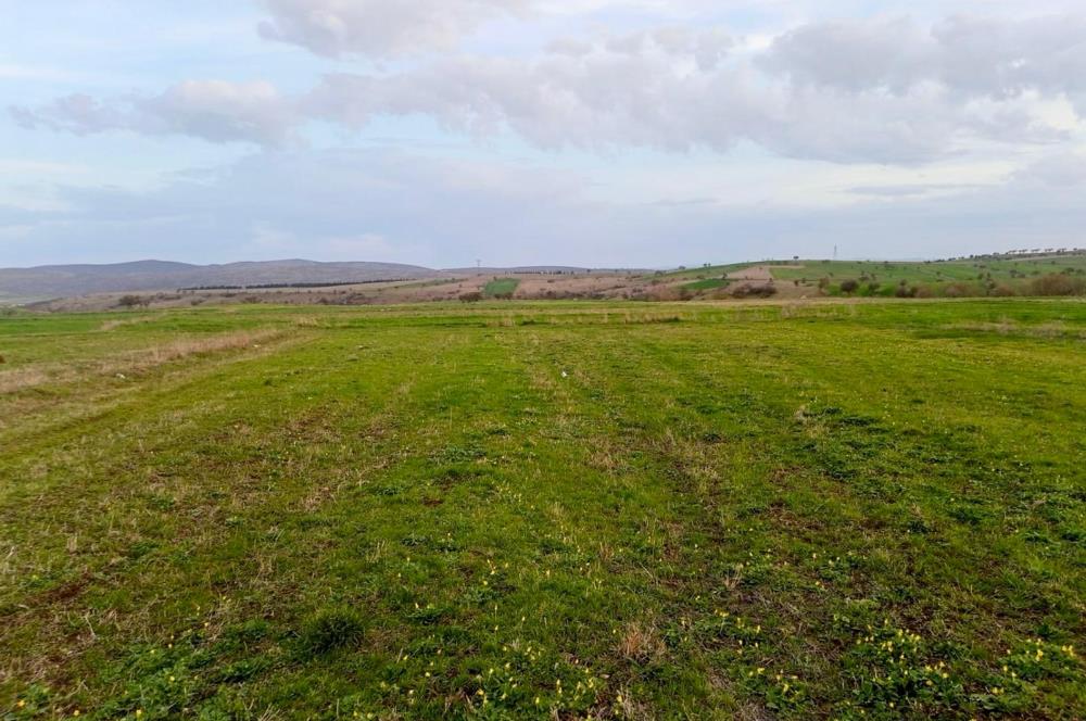 BALIKESİR NAİPLİ'DE YATIRIM FIRSATI 1546 M2 TARLA!
