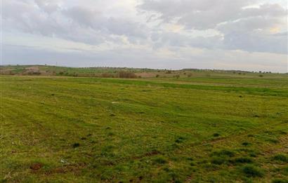 BALIKESİR NAİPLİ'DE YATIRIM FIRSATI 1546 M2 TARLA!