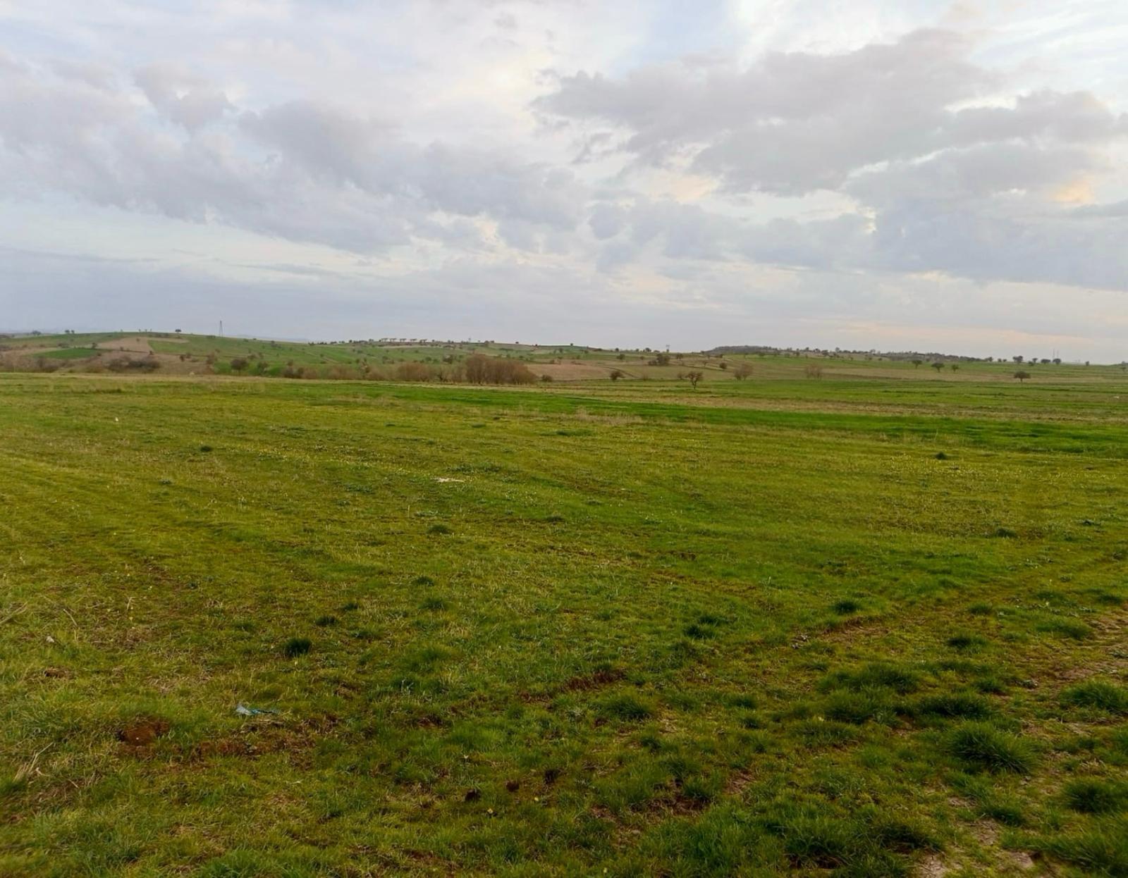 BALIKESİR NAİPLİ'DE YATIRIM FIRSATI 1546 M2 TARLA!