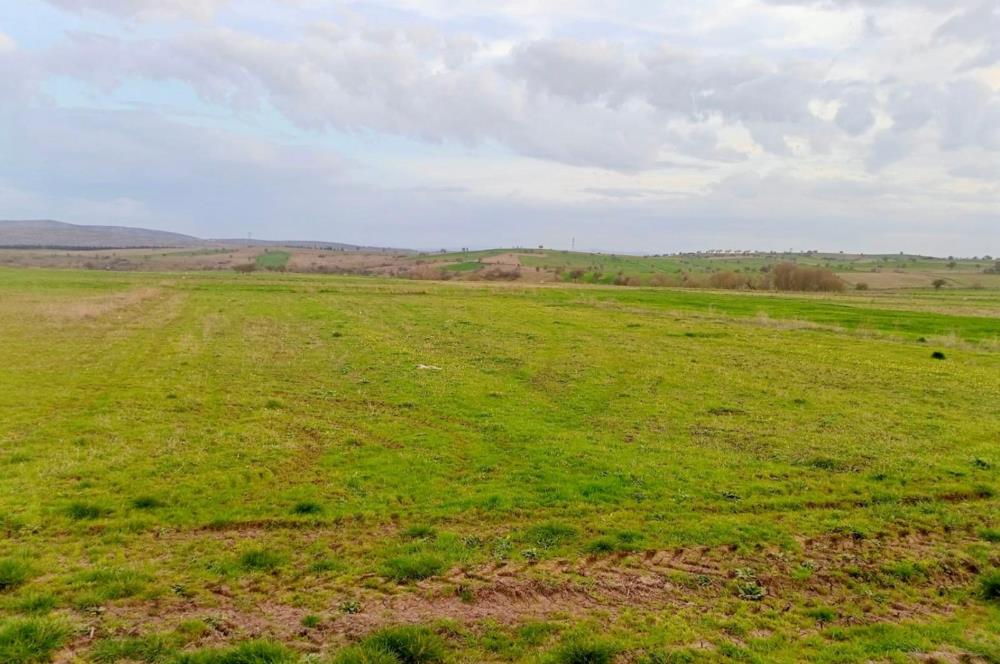 BALIKESİR NAİPLİ'DE YATIRIM FIRSATI 1546 M2 TARLA!