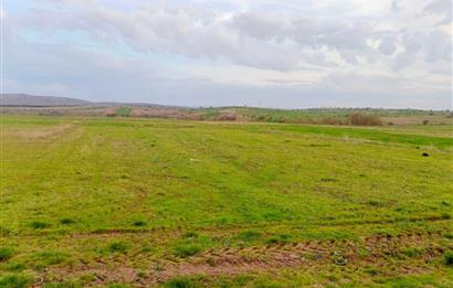 BALIKESİR NAİPLİ'DE YATIRIM FIRSATI 1546 M2 TARLA!