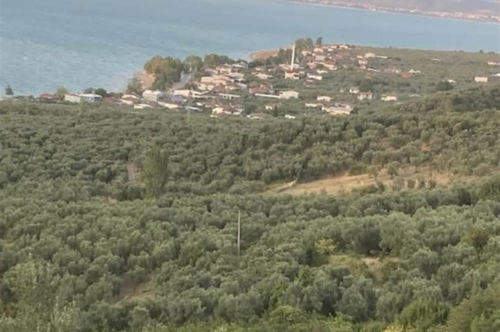 İZNİK GÖLLÜCEDE FIRSAT! GÖL MANZARALI ZEYTİNLİK..