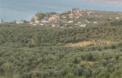 İZNİK GÖLLÜCEDE FIRSAT! GÖL MANZARALI ZEYTİNLİK..