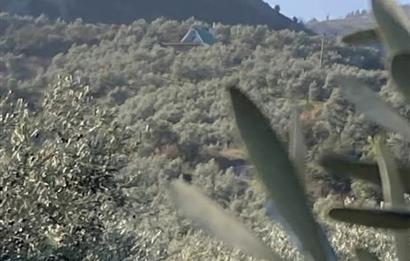 İZNİK GÖLLÜCEDE FIRSAT! GÖL MANZARALI ZEYTİNLİK..