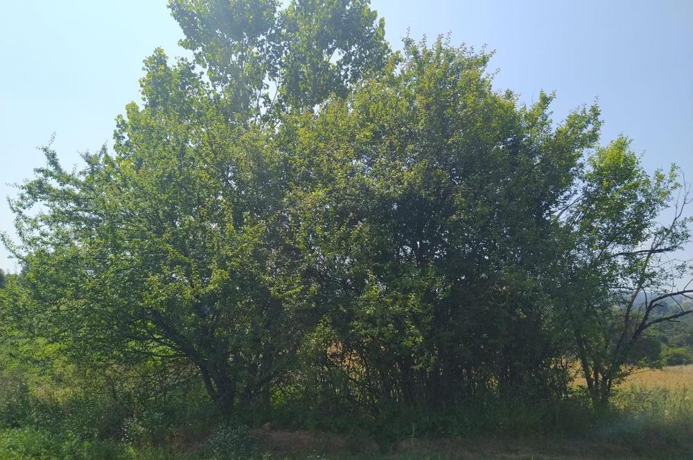 BURSA İNEGÖL TEKKE MAHALLESİ'NDE 983 m² SATILIK ARSA