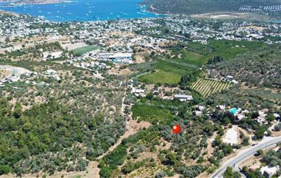 BODRUM GÖLKÖY'DE SATILIK BAĞ-BAHÇE !