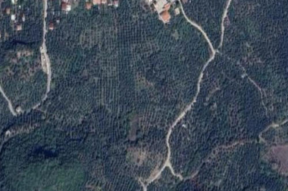 İZNİK GÖLLÜCEDE FIRSAT! GÖL MANZARALI ZEYTİNLİK..
