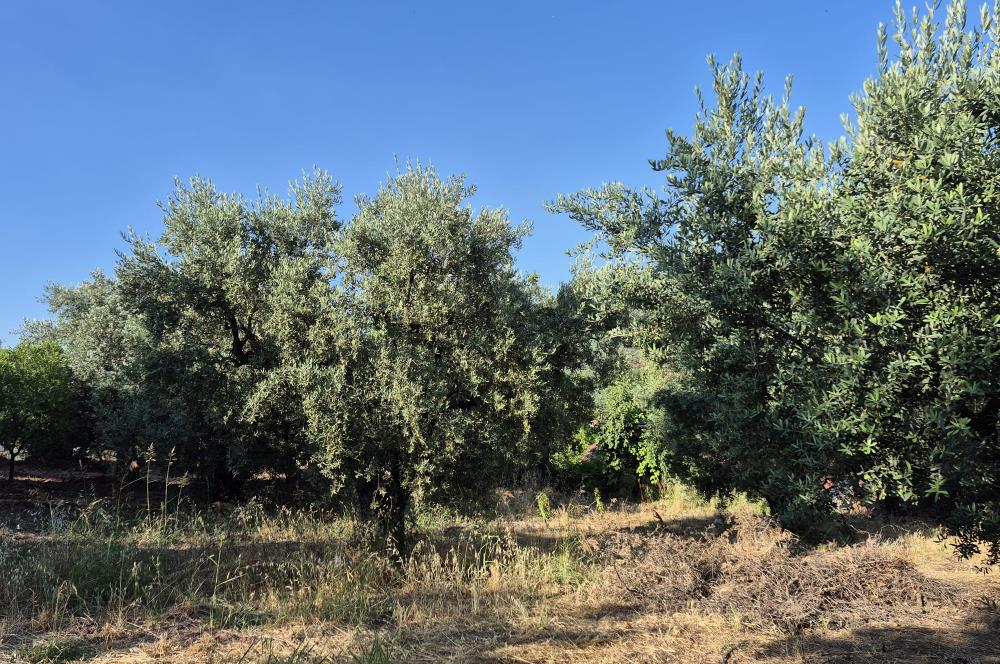C21 Cius; Muratoba'da Köy Yerleşik Alanında 1.578 m² Arsa
