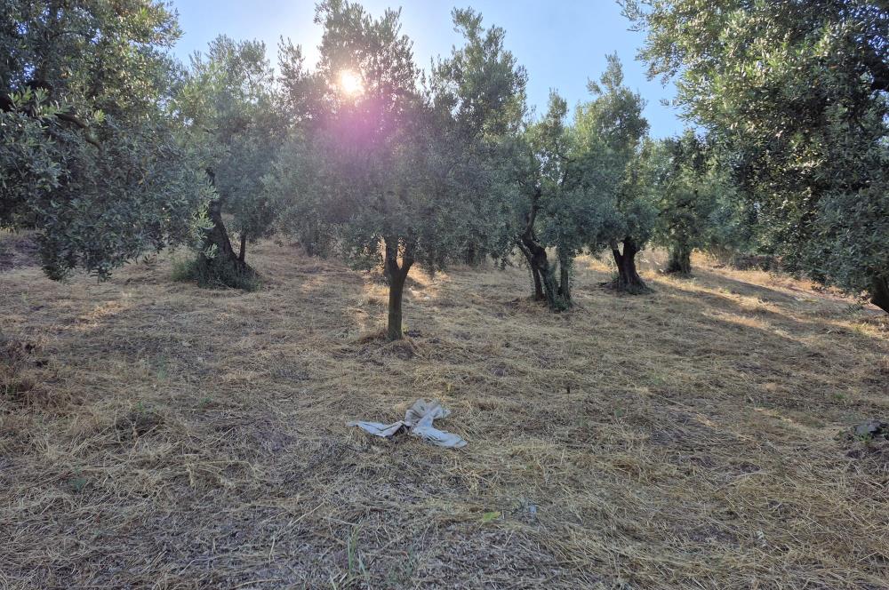 C21 Cius; Muratoba'da Köy Yerleşik Alanında 1.578 m² Arsa
