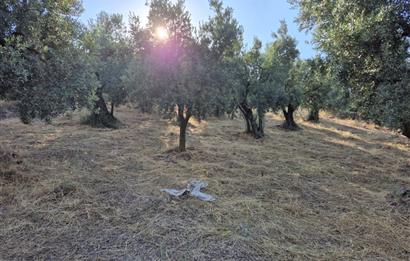C21 Cius; Muratoba'da Köy Yerleşik Alanında 1.578 m² Arsa