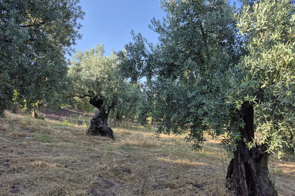 C21 Cius; Muratoba'da Köy Yerleşik Alanında 1.578 m² Arsa
