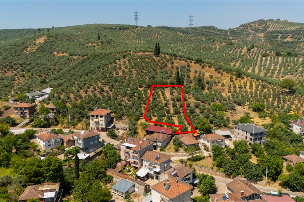 C21 Cius; Muratoba'da Köy Yerleşik Alanında 1.578 m² Arsa