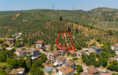 C21 Cius; Muratoba'da Köy Yerleşik Alanında 1.578 m² Arsa