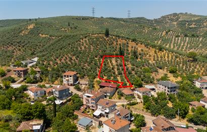 C21 Cius; Muratoba'da Köy Yerleşik Alanında 1.578 m² Arsa
