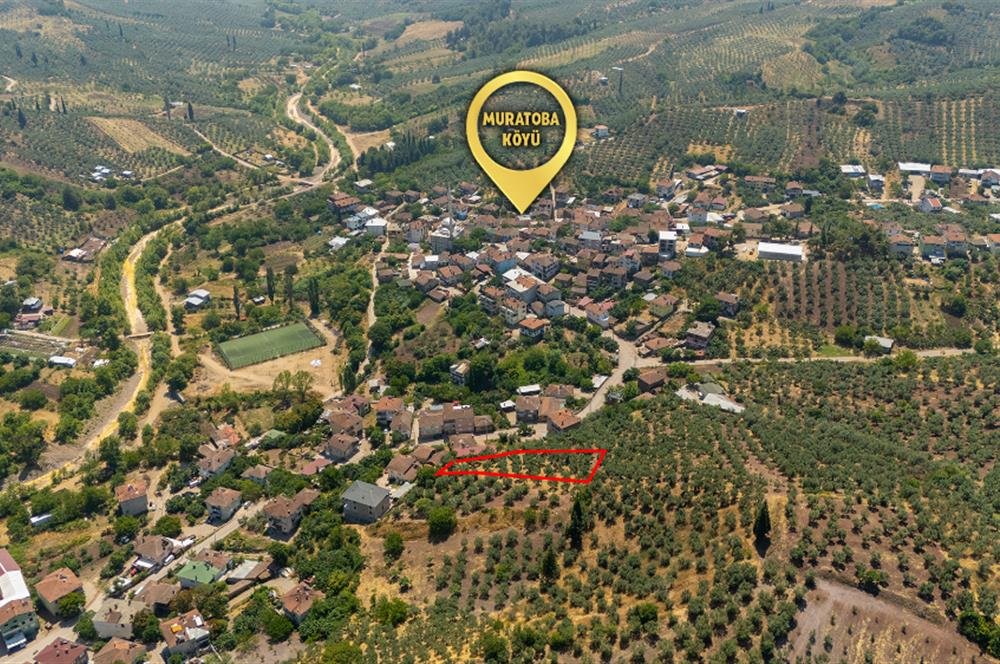 C21 Cius; Muratoba'da Köy Yerleşik Alanında 1.578 m² Arsa