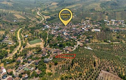 C21 Cius; Muratoba'da Köy Yerleşik Alanında 1.578 m² Arsa