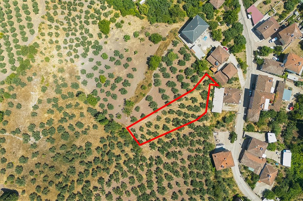 C21 Cius; Muratoba'da Köy Yerleşik Alanında 1.578 m² Arsa