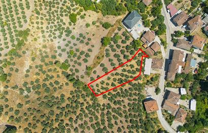 C21 Cius; Muratoba'da Köy Yerleşik Alanında 1.578 m² Arsa