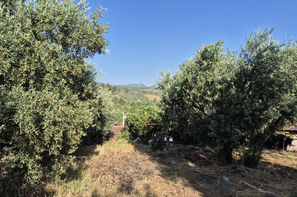 C21 Cius; Muratoba'da Köy Yerleşik Alanında 1.578 m² Arsa
