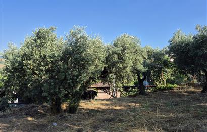 C21 Cius; Muratoba'da Köy Yerleşik Alanında 1.578 m² Arsa