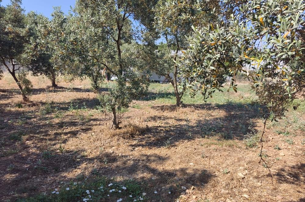 CENTURY21 POYRAZ'DAN MENDERES ÇAMÖNÜ'NDE SATILIK ARAZİ