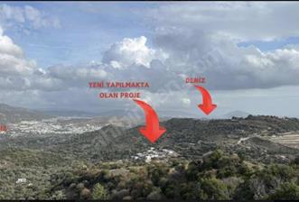 Bodrum Gürecede 11.772 m² Zeytinlik Tarla | Yatırımlık Konum - 2 - 35976