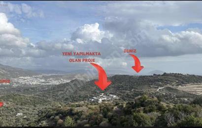 Bodrum Gürecede 11.772 m² Zeytinlik Tarla | Yatırımlık Konum