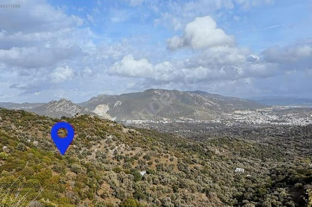 Bodrum Gürecede 11.772 m² Zeytinlik Tarla | Yatırımlık Konum