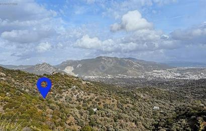 Bodrum Gürecede 11.772 m² Zeytinlik Tarla | Yatırımlık Konum