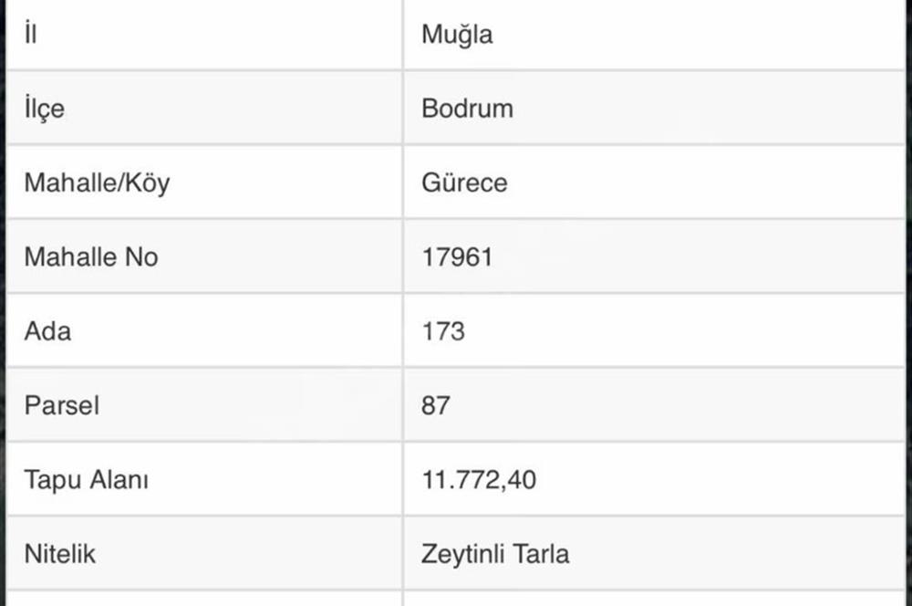 Bodrum Gürecede 11.772 m² Zeytinlik Tarla | Yatırımlık Konum