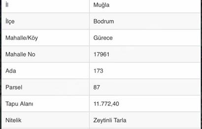 Bodrum Gürecede 11.772 m² Zeytinlik Tarla | Yatırımlık Konum