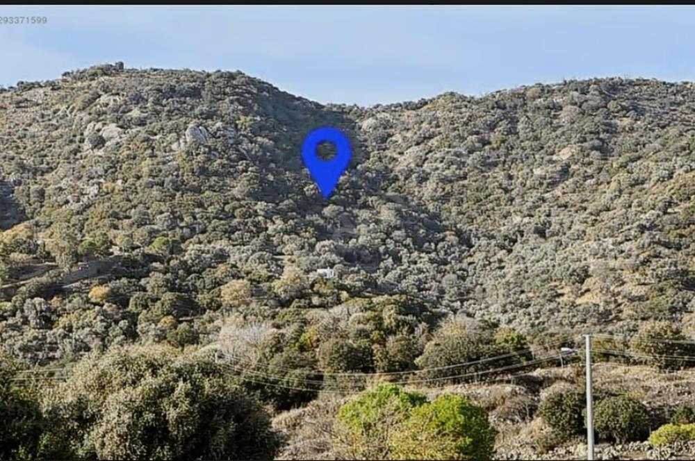 Bodrum Gürecede 11.772 m² Zeytinlik Tarla | Yatırımlık Konum