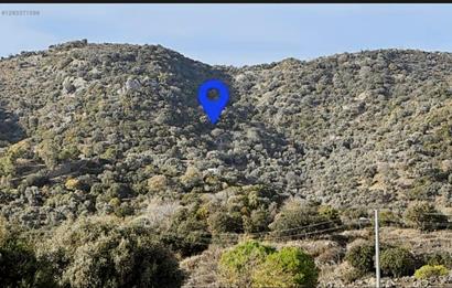 Bodrum Gürecede 11.772 m² Zeytinlik Tarla | Yatırımlık Konum