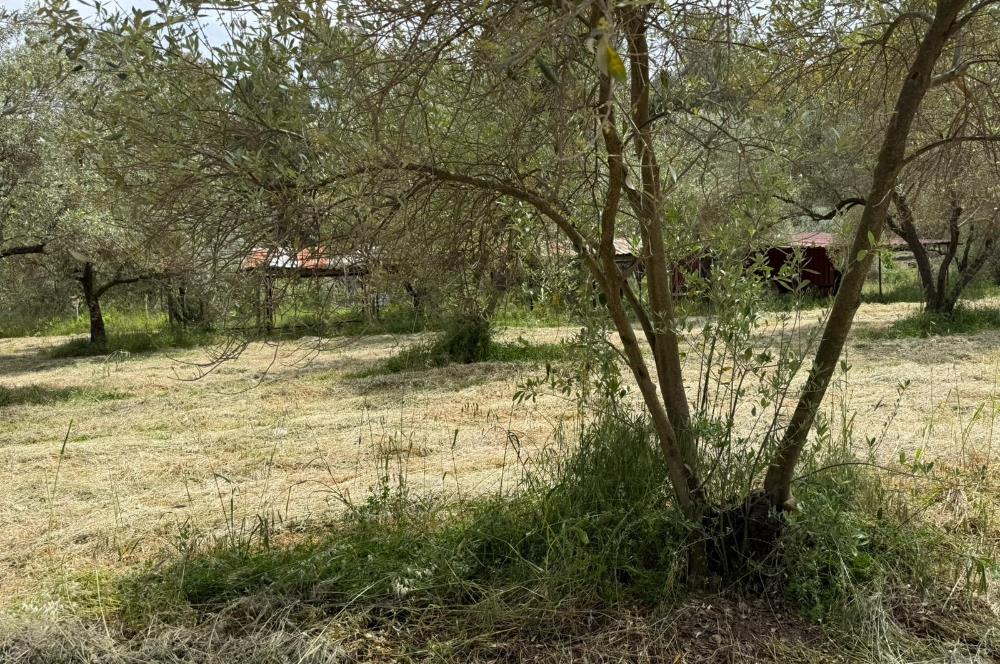 CENTURY21 POYRAZ'DAN ÇATALCADA DOĞAYLA İÇ İÇE YAŞAM FIRSATI!