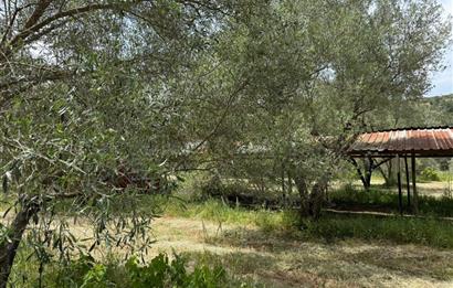CENTURY21 POYRAZ'DAN ÇATALCADA DOĞAYLA İÇ İÇE YAŞAM FIRSATI!