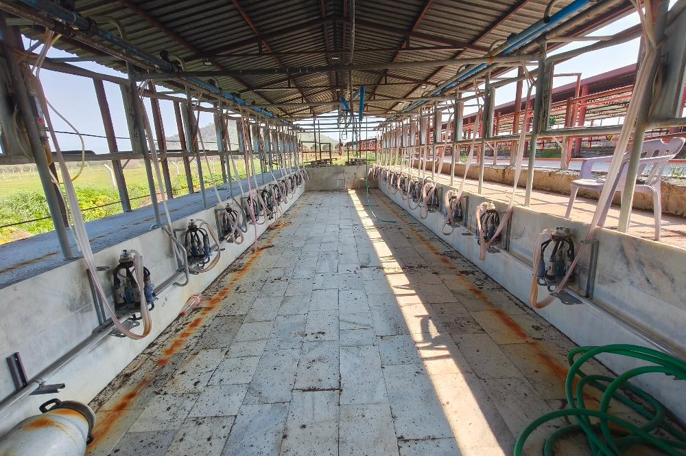 CENTURY21 POYRAZ'DAN FIRSAT FİYATINA ACİL SATILIK ÇİFTLİK