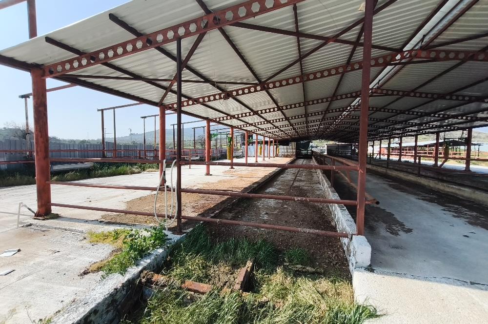 CENTURY21 POYRAZ'DAN FIRSAT FİYATINA ACİL SATILIK ÇİFTLİK