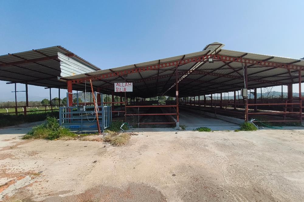 CENTURY21 POYRAZ'DAN FIRSAT FİYATINA ACİL SATILIK ÇİFTLİK