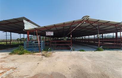 CENTURY21 POYRAZ'DAN FIRSAT FİYATINA ACİL SATILIK ÇİFTLİK